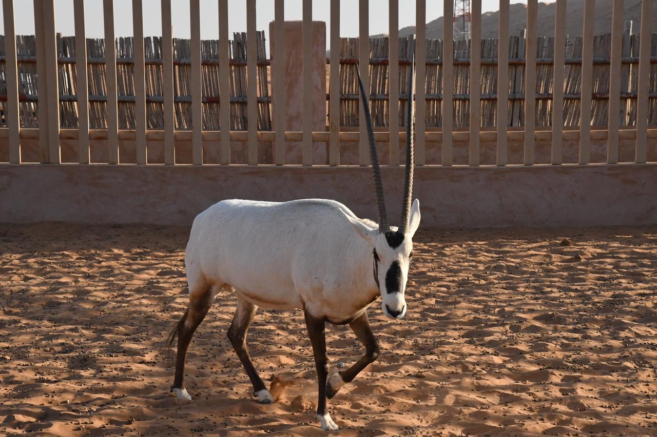 Hotel Arabian Oryx Camp Shāhiq Exterior foto